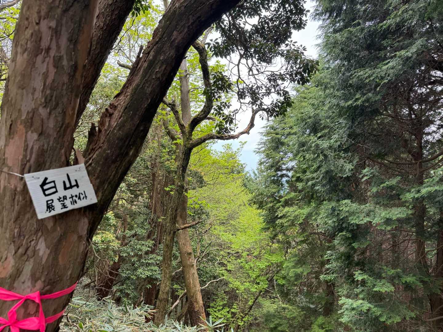 ここは晴れてたら白山も見えるのかな？