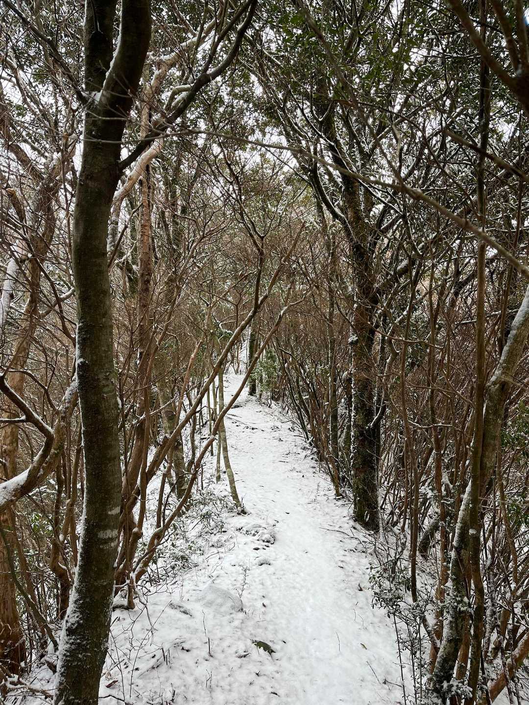 三国山 往復コースの写真