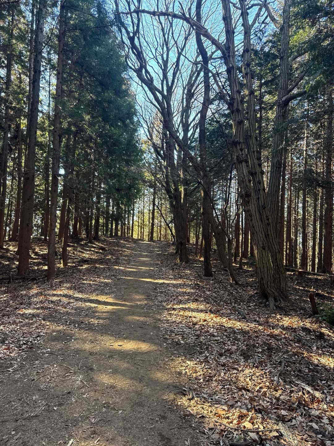 日向山に向かいます。広く雑木林の山道、奥武蔵らしいですね。