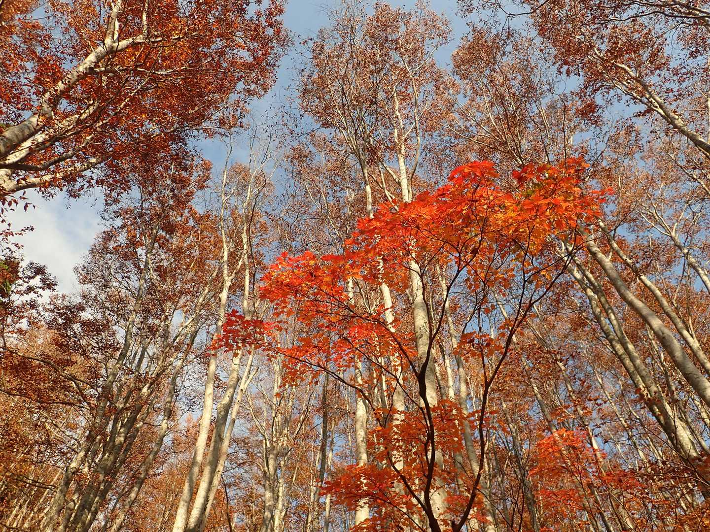ブナ林と紅葉🍁
好きな景色❤️😍