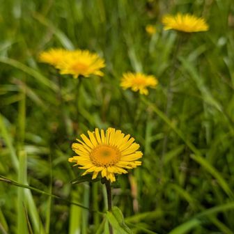 尾瀬水菊✨も所々に☺️