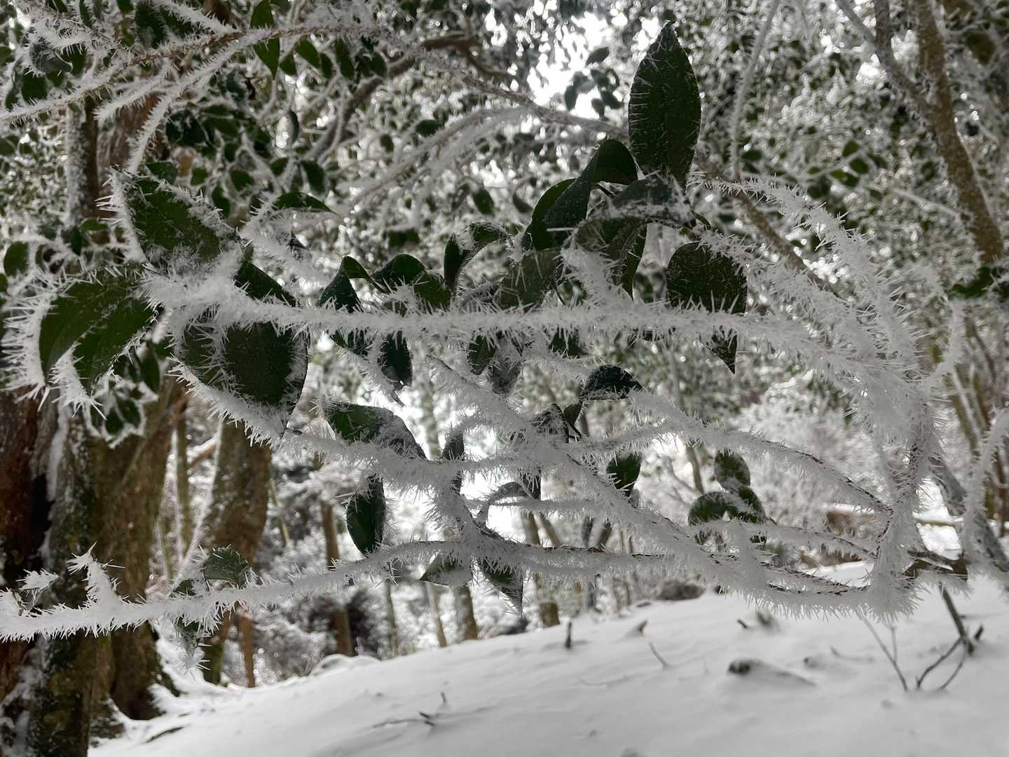 霧氷のようです、、、
触れるとかたくてチクチクしていました