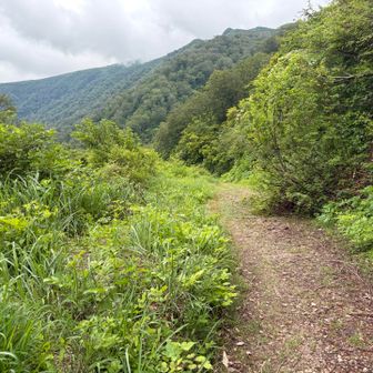 浅草の鐘を過ぎるとフラットな林道