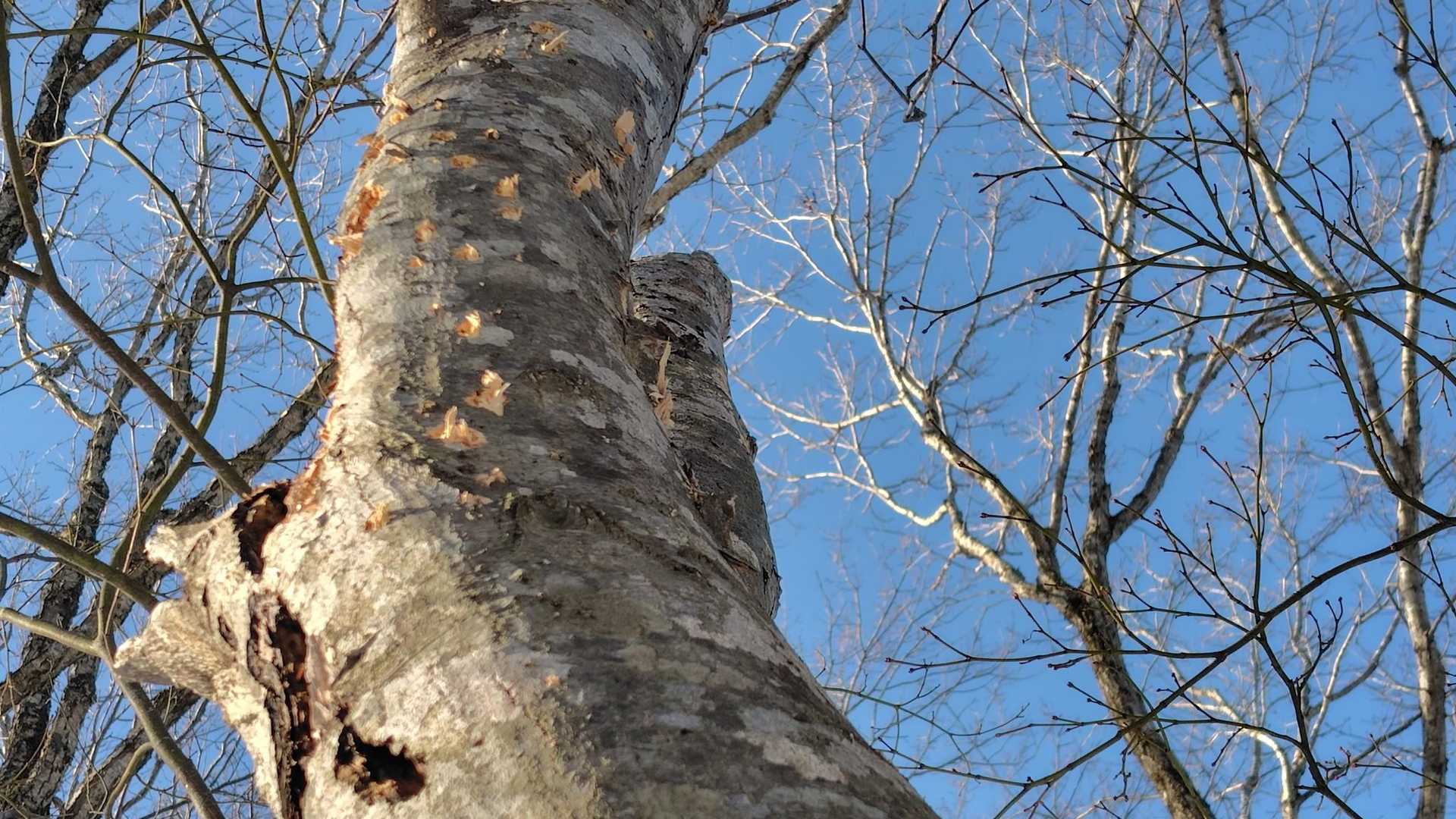 キツツキがつついた跡かな？
おもしろーい