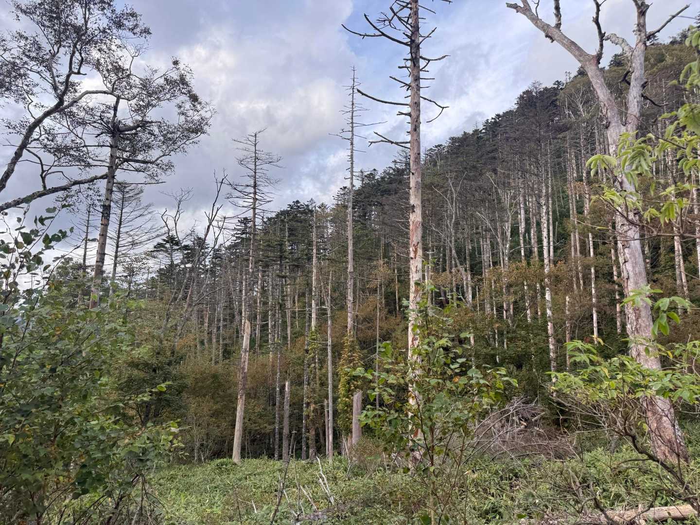 立ち枯れ
