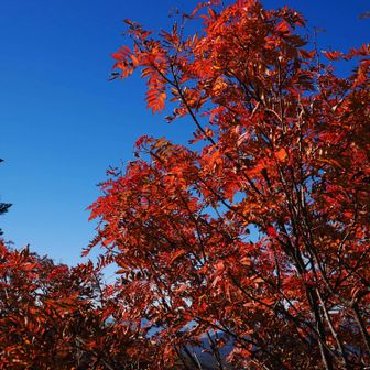 甚之助避難小屋付近の紅葉。