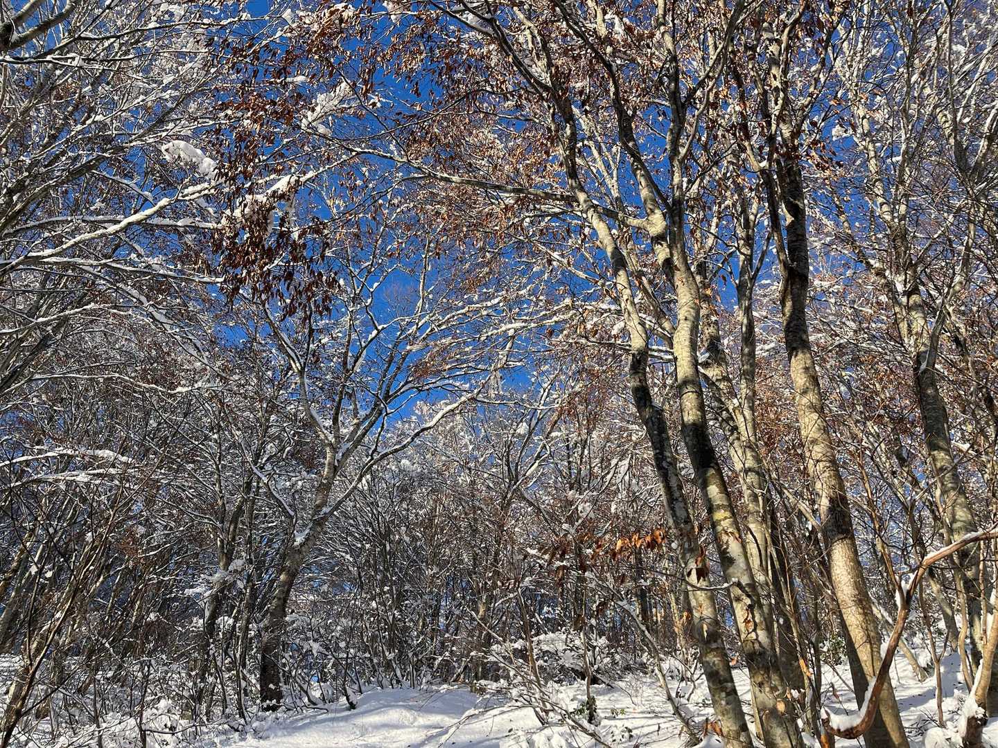 綺麗✨
木から溶けた雪がすごい降ってくるけど😅