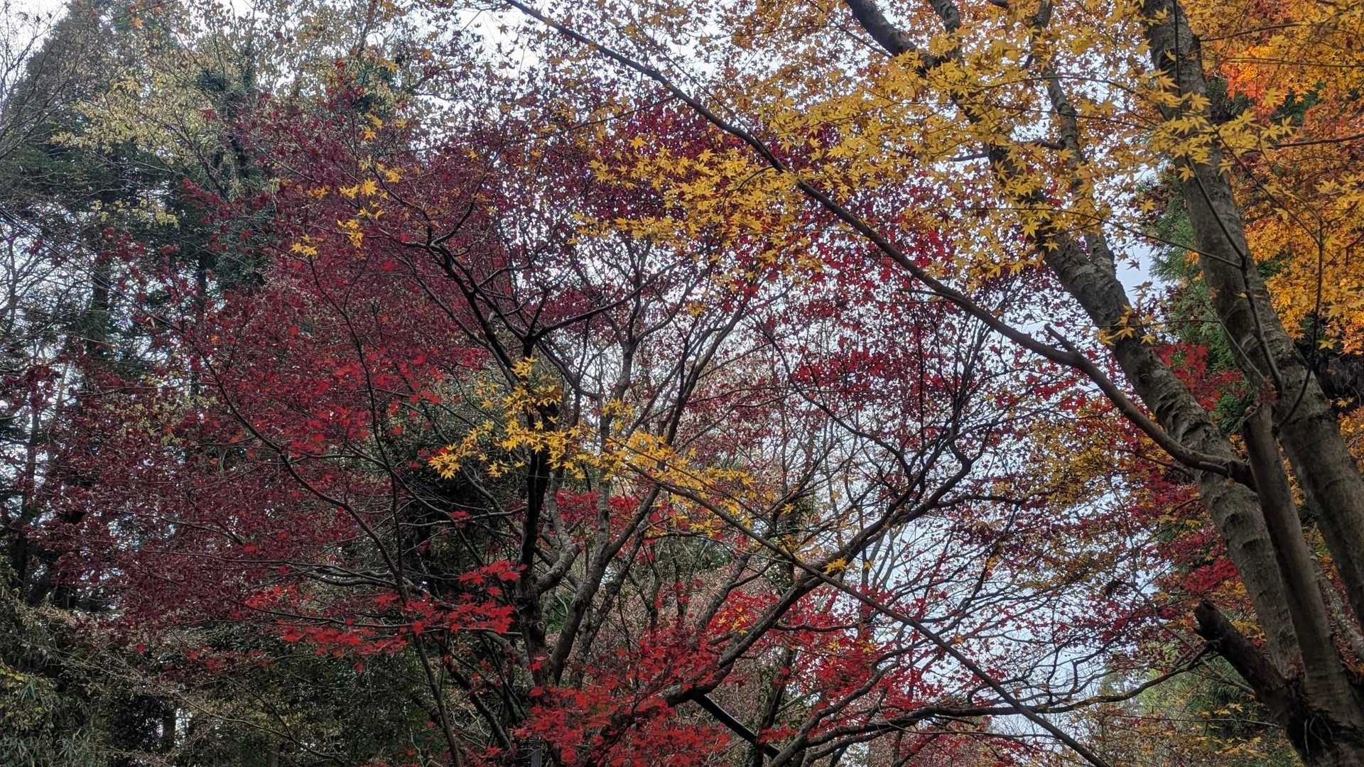 別所駐車場から少し歩いたら紅葉🍁