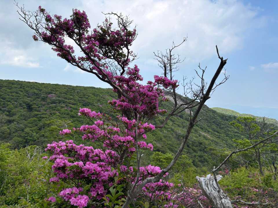 2026.05.30 宮崎県 竜王山  / hasyumamiさんのモーメント | YAMAP