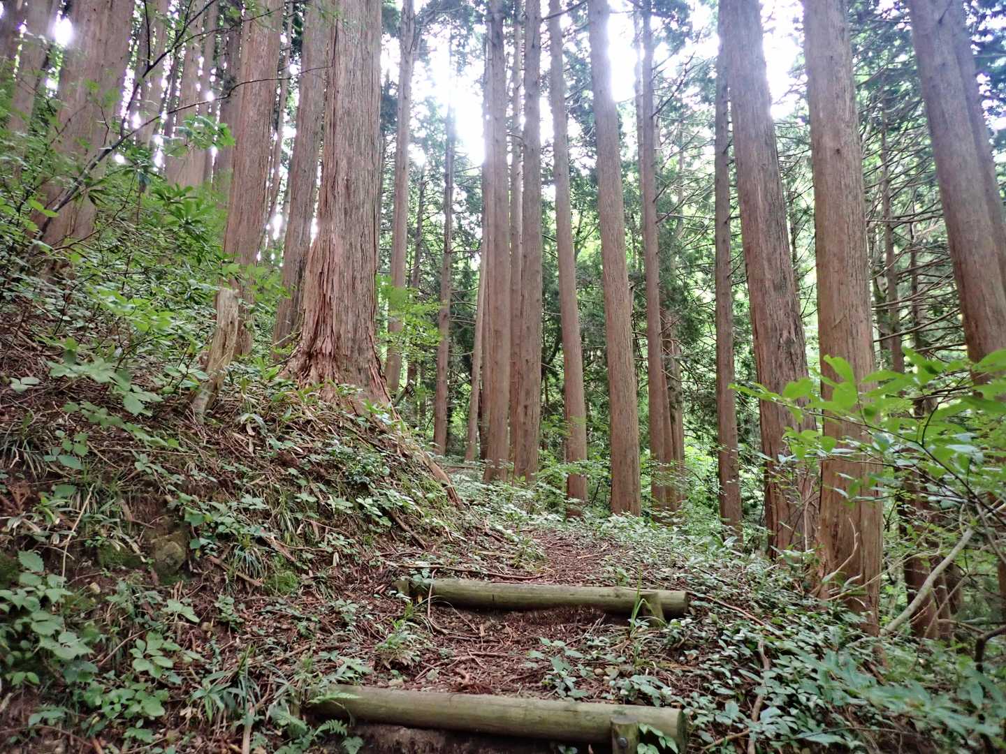 植林帯になりました。