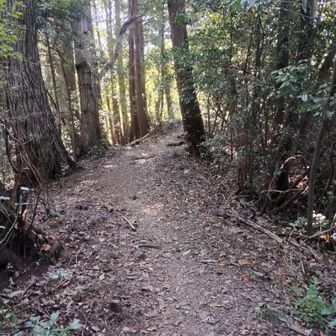 上り道も落ち着き、平坦な道も多くなる。