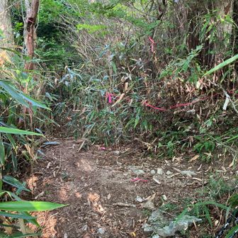 白点の足谷登山口からとの合流箇所