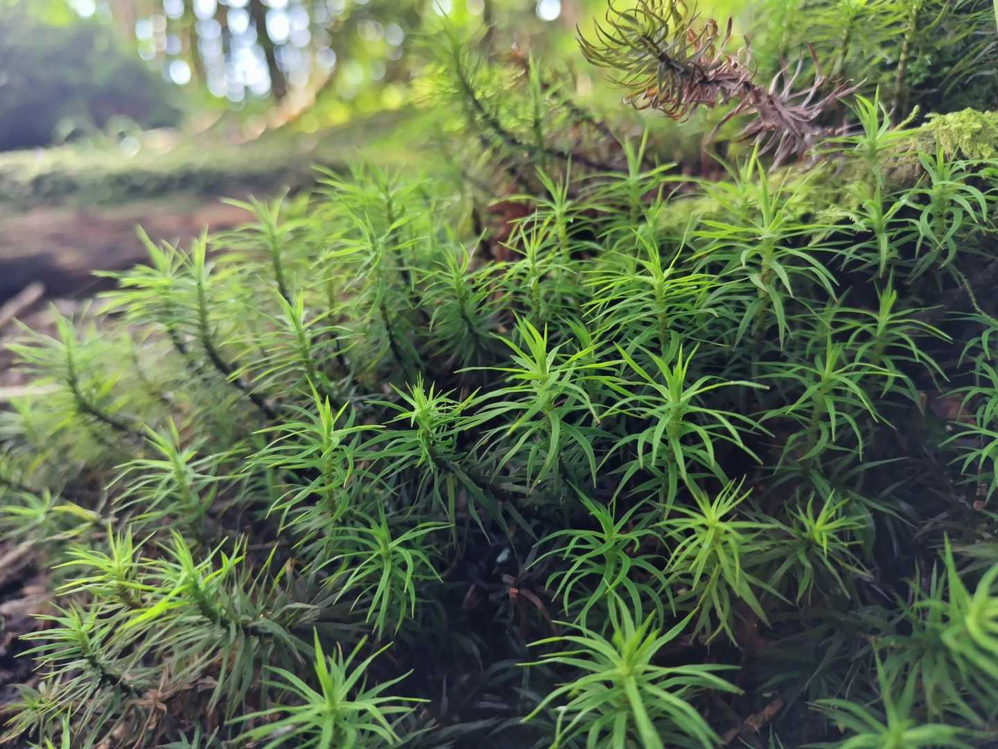 生き生きした苔達