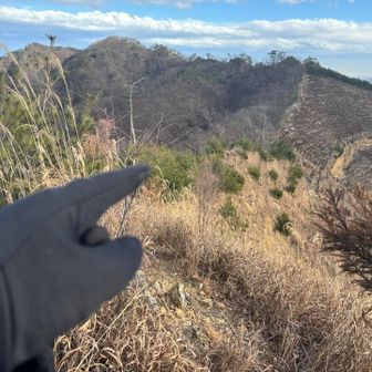 あそこらへん、ススキと松の藪漕ぎって感じが凄い……