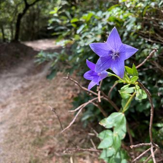 キキョウ、大野城市の市の花ですが自生でしょうか？