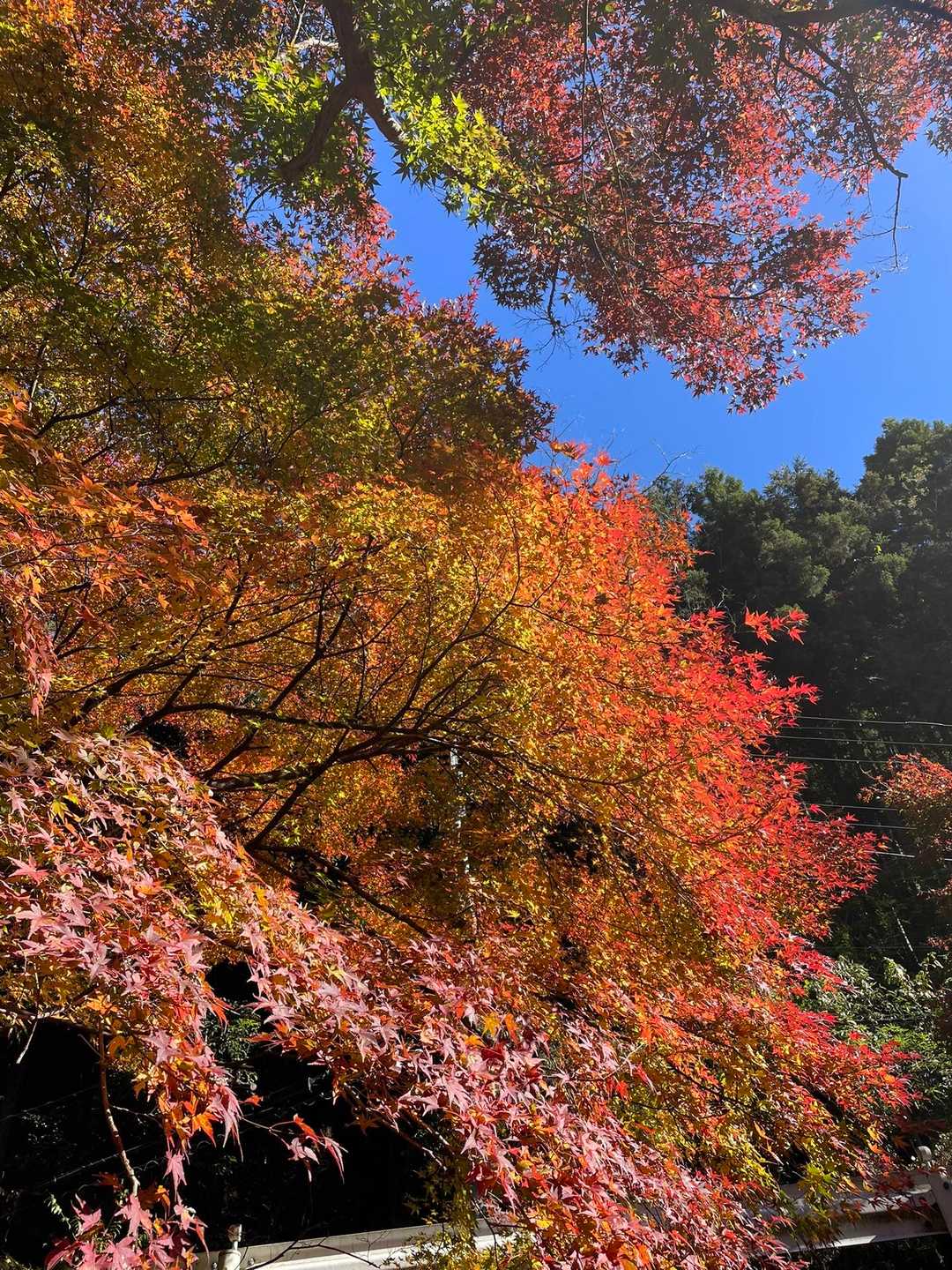 秋🍂