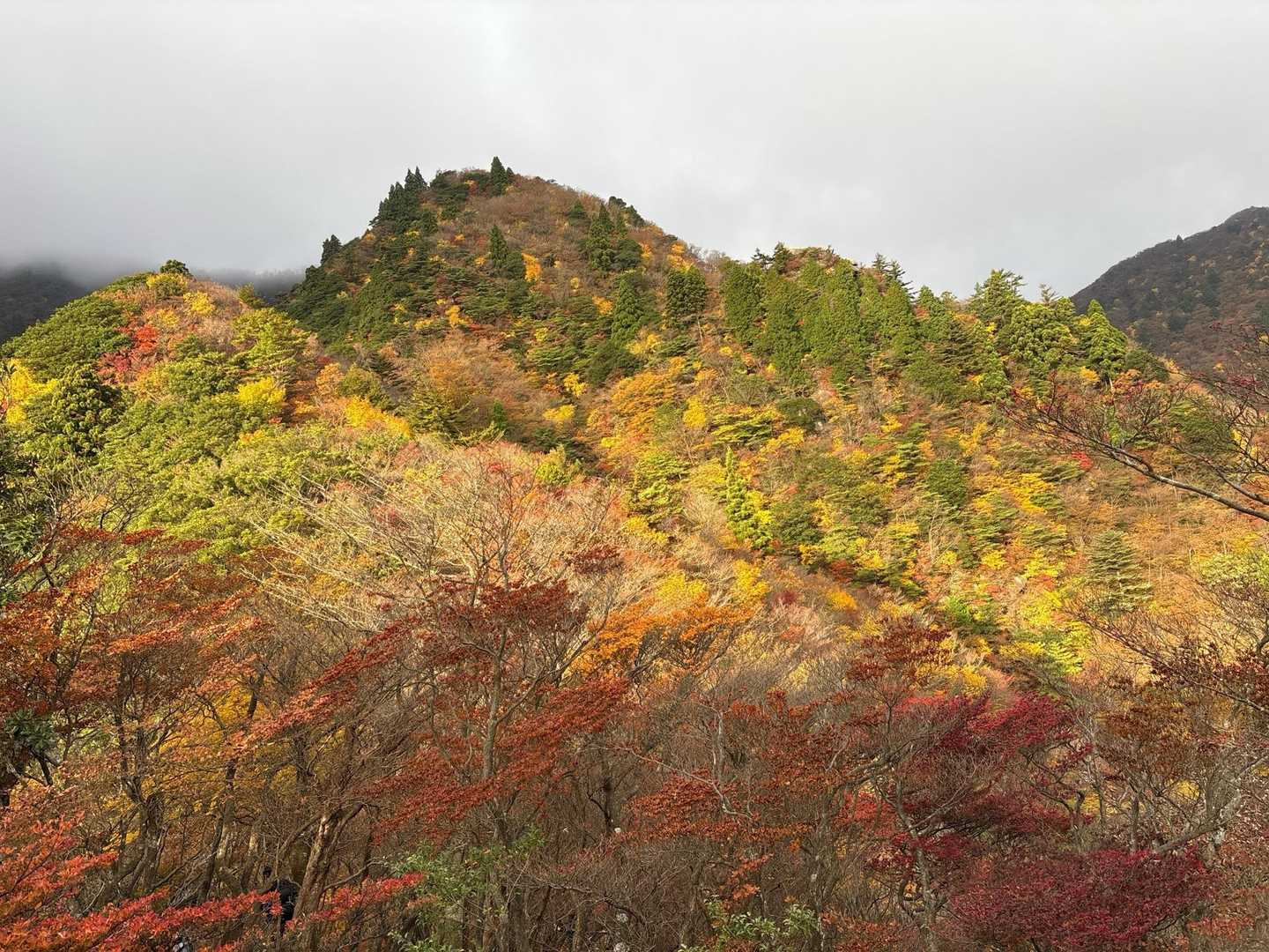 ええ色してます🍁😊