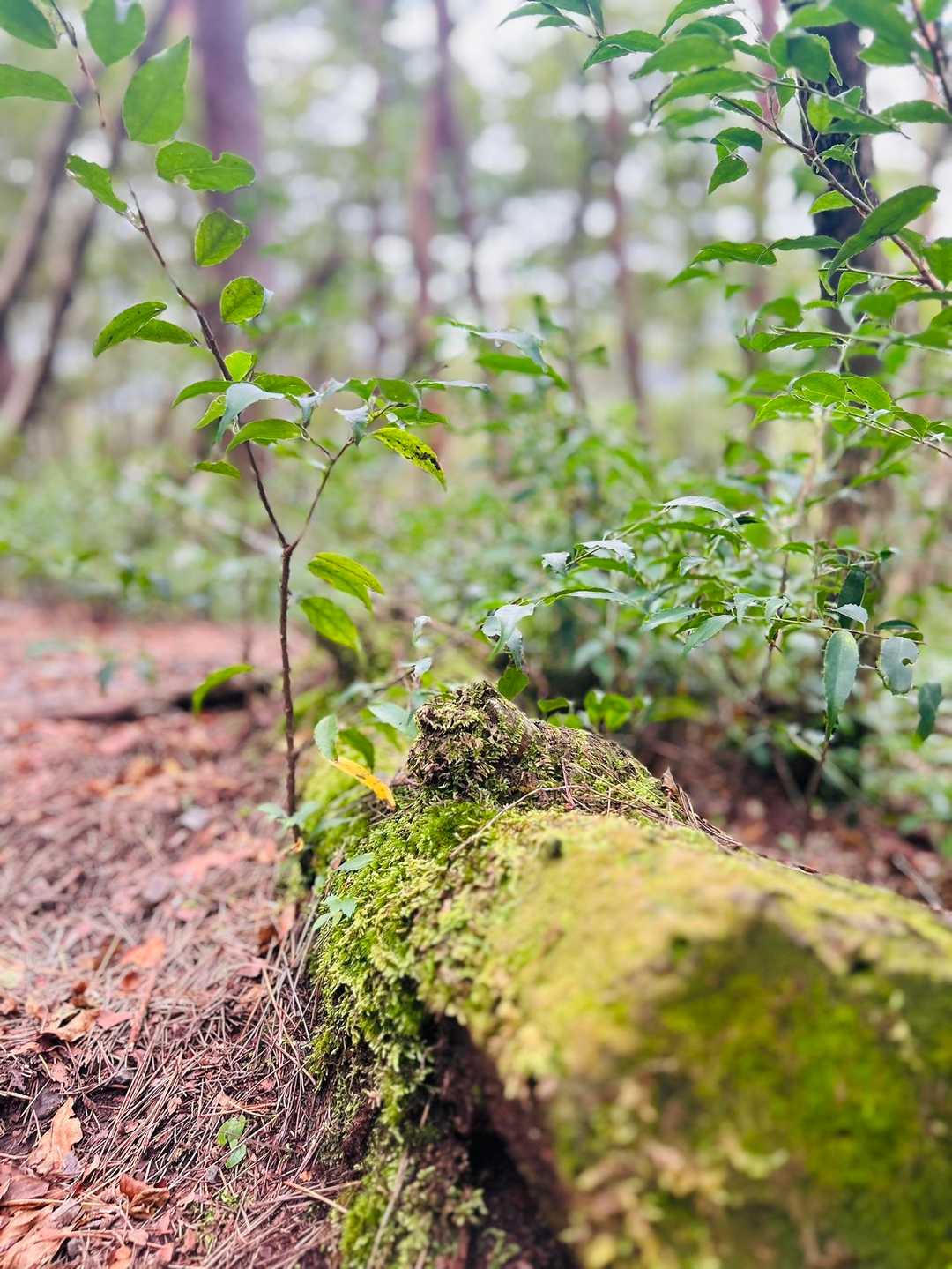 鳥の泣き声やお山の匂い…
味わいながら歩きます🚶‍♀️