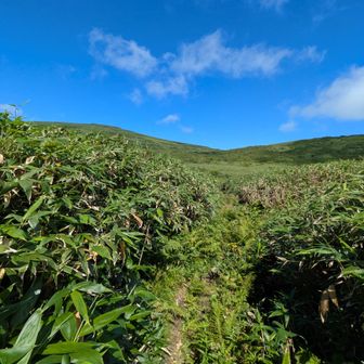 湿原