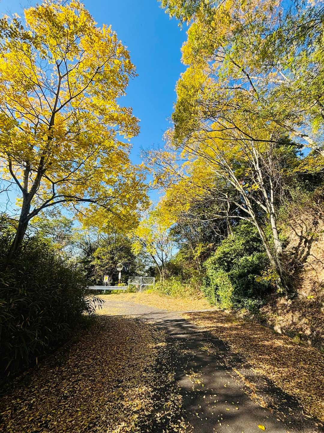 こちらは黄色
これもめちゃくちゃいい！