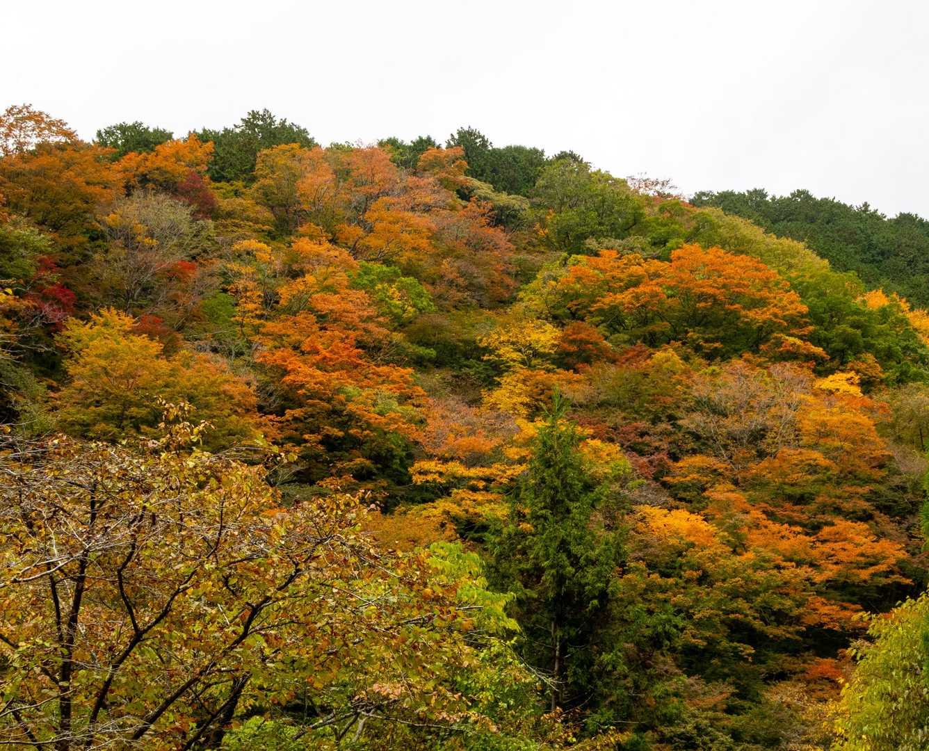 大倉登山口-鍋割山-塔ノ岳 周回コースの写真