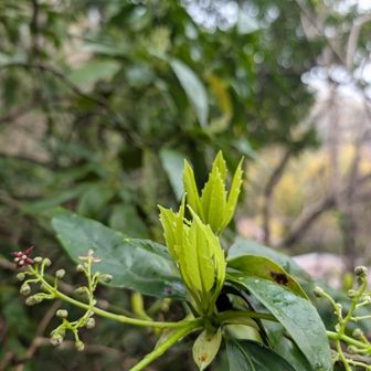 芽吹き始めてます、何だかワクワクしますね😉