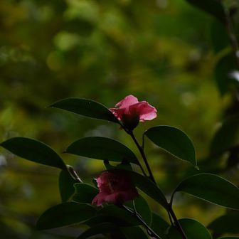 これは山茶花。まだ実感しにくいけど、草木は徐々に冬支度かな。
