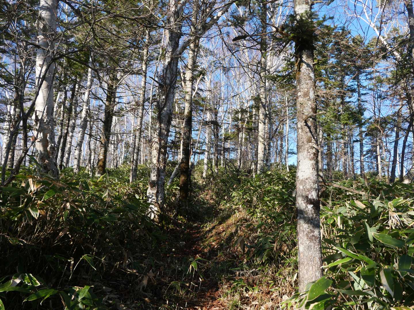 ここを抜けると山頂！