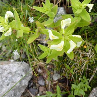 エゾシオガマ（蝦夷塩竈）
主な特徴
分類: ハマウツボ科シオガマギク属の多年草（高山植物）
花の色: 白や淡い黄白色の唇形の花
葉の形: 三角状楕円形で、縁に細かいギザギザ（鋸歯）がある
生育場所: 本州中部以北や北海道などの亜高山帯から高山帯の草地や砂礫地

