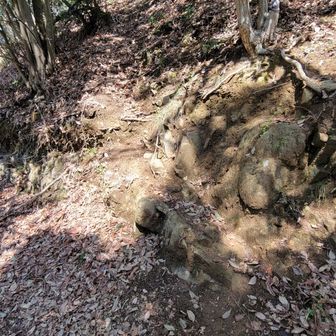 ここが、そうかなと登って行きますが…💦
凄い急斜面で悪戦苦闘
違ったかもしれない(笑)