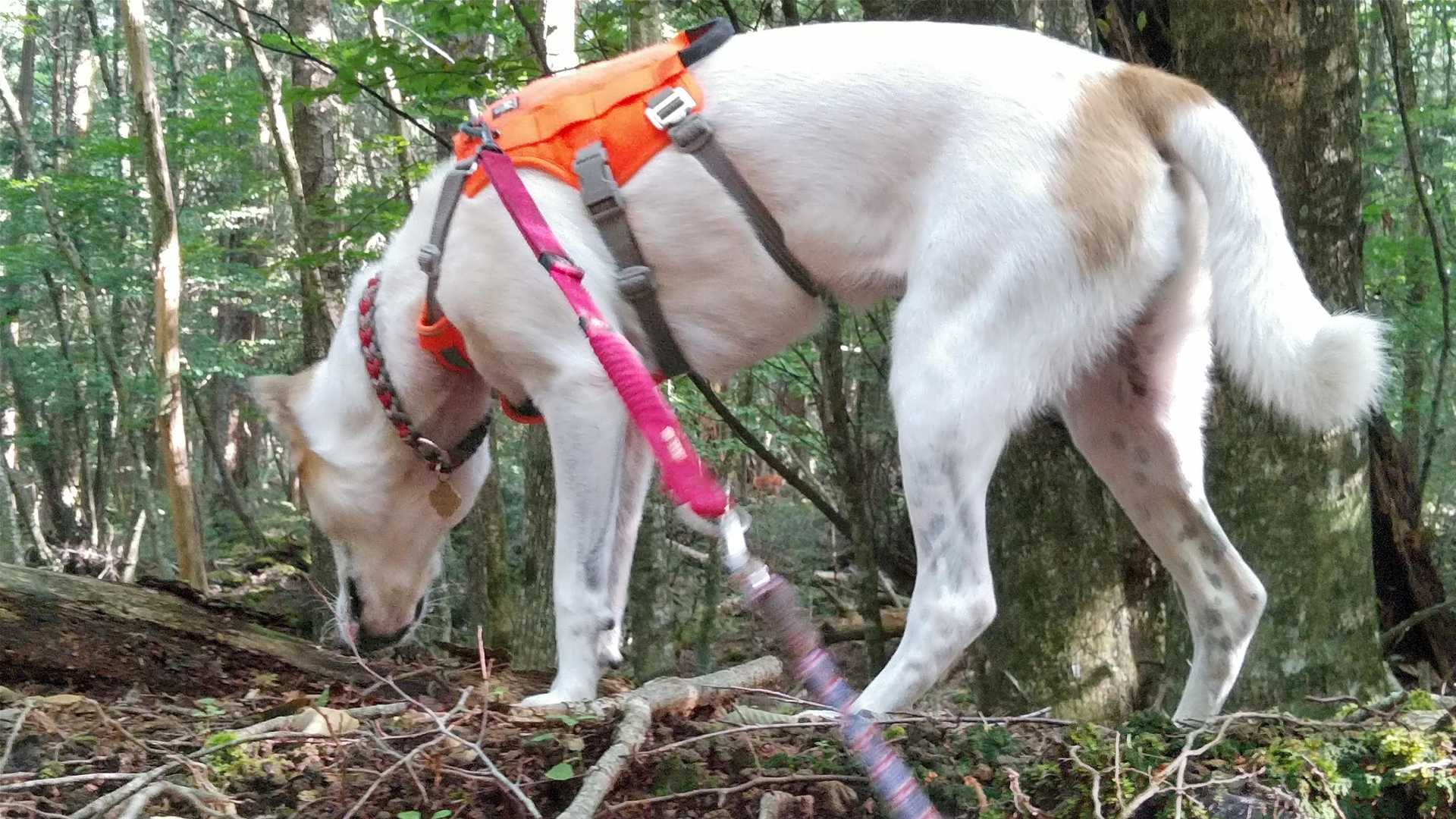 Nana🐶のお腹の向こうに🦌鹿が見える。
🦌止まって、こっちを見てるけど…Nana🐶は気付かない😅