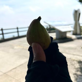 常連さんに白いちじくを頂いた
お家で収穫したもの
皮まで食べれちゃう！あま〜い😳