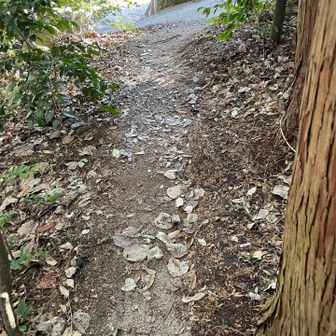 無事おりてきました