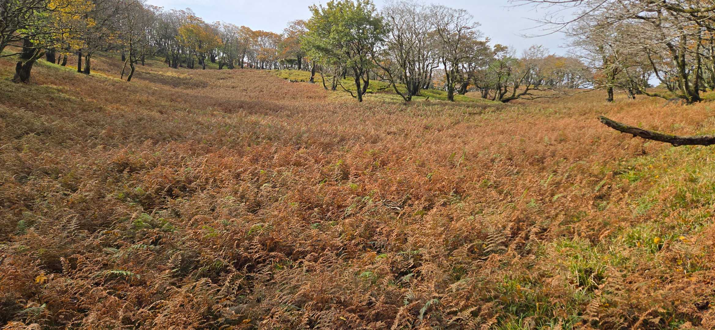 コグルミ谷登山口-天ヶ平-御池岳-鈴北岳-鞍掛峠-鞍掛トン 縦走コースの写真