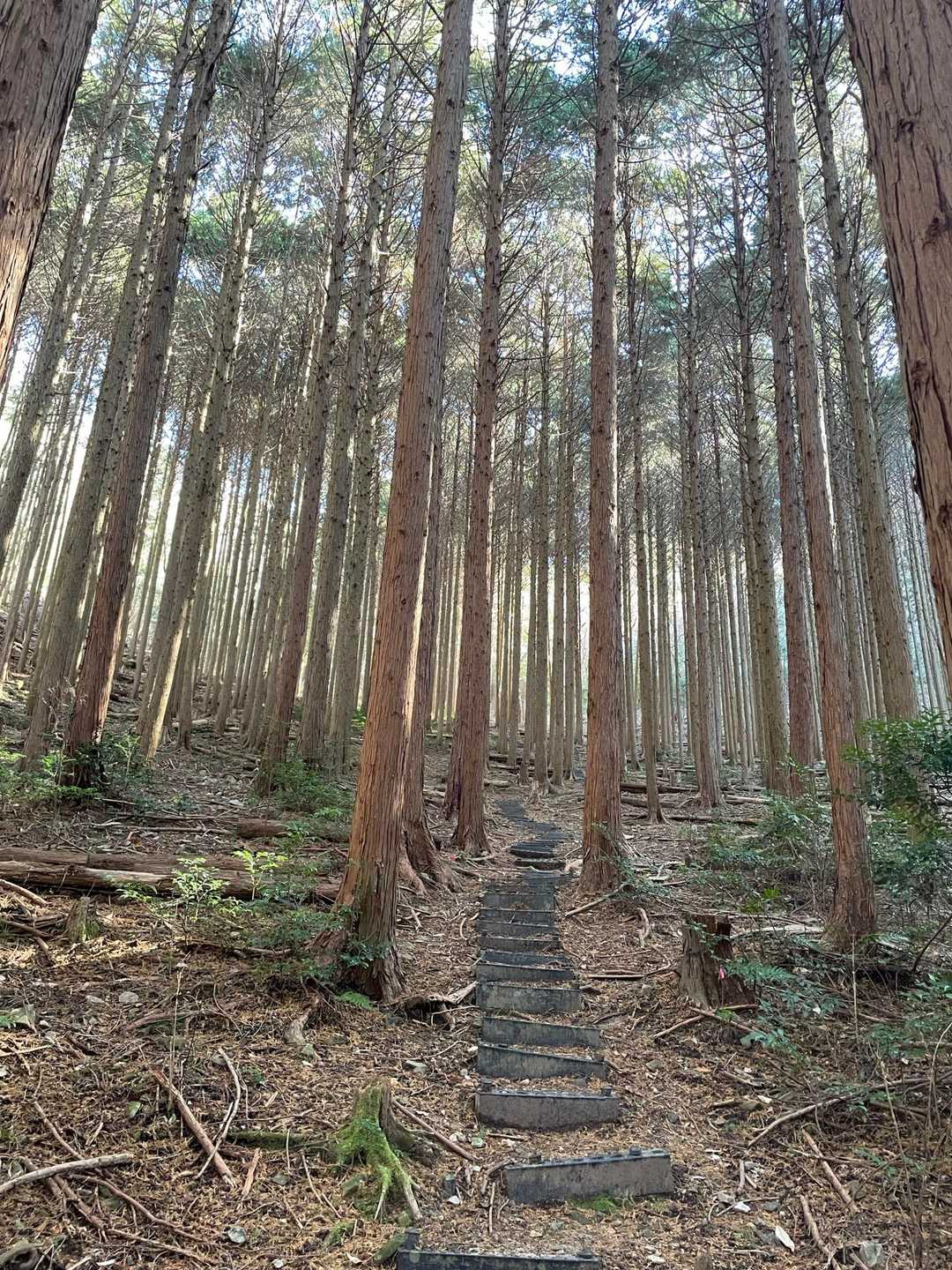 階段だけど森林浴しながらのんびり☺️

很長的階梯、慢慢走著享受著森林浴☺️
