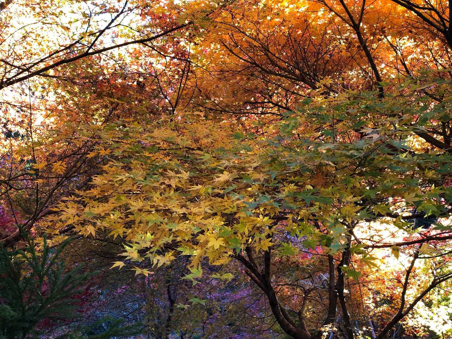 京都一周トレイル 北山西部コースの写真