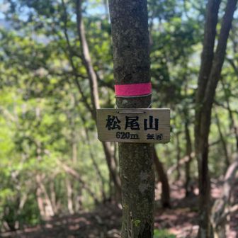 標高からもこちらが真の松尾山