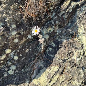 岩場にチョコンと花