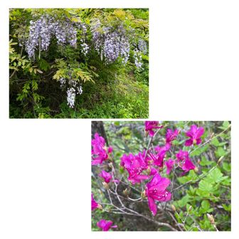 経ヶ岳・法恩寺山 お花たち4