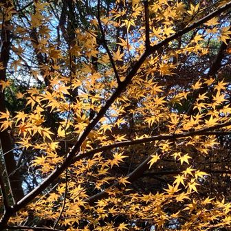 光を浴びて映えますね♪