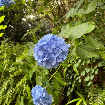 至る所に紫陽花が咲いてました