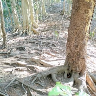 見覚えのある根っこの急坂