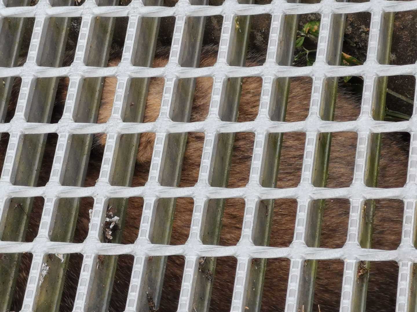 側溝にたぬき❓