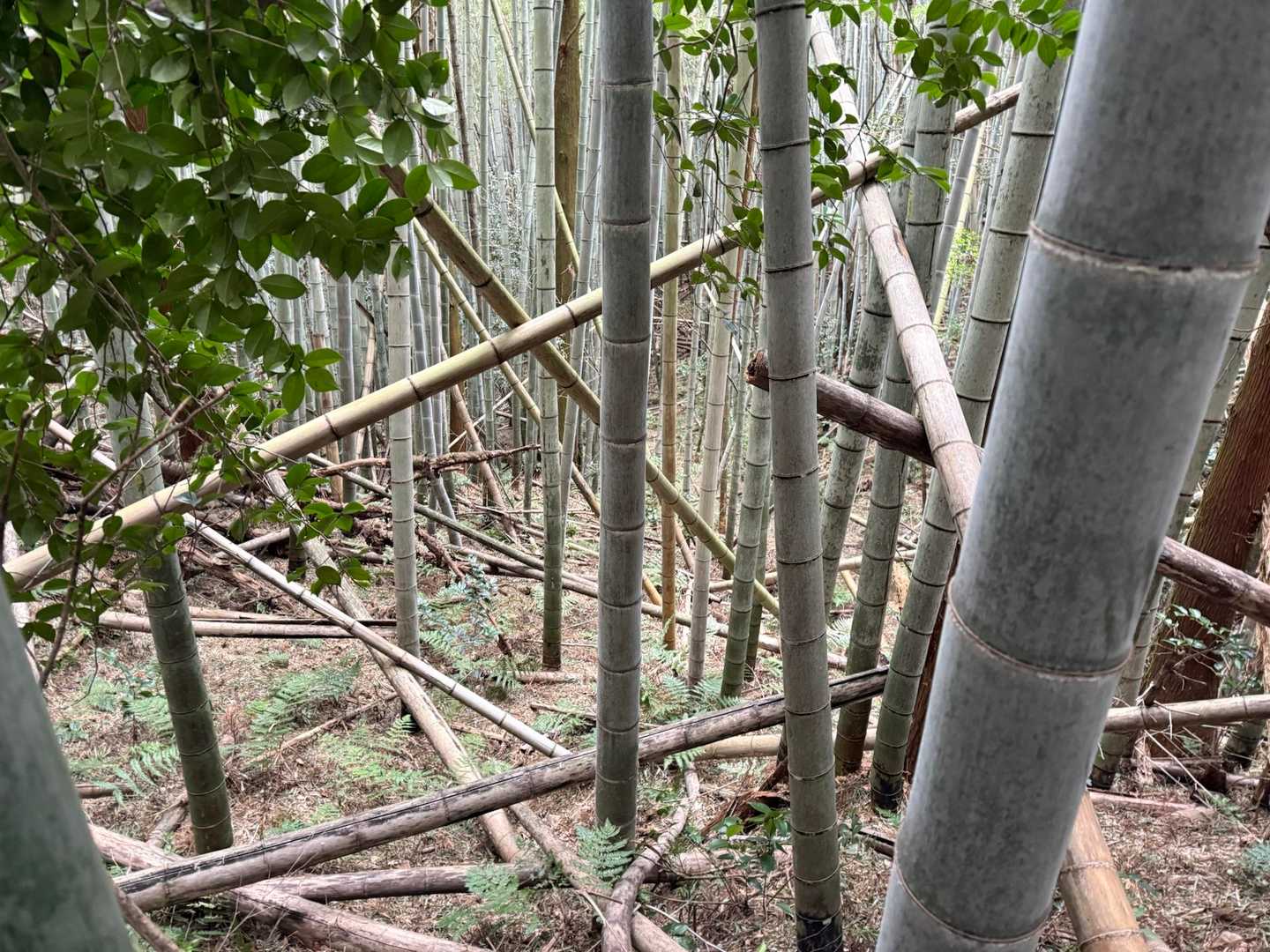 大入穴弘法-四極山 周回コースの写真