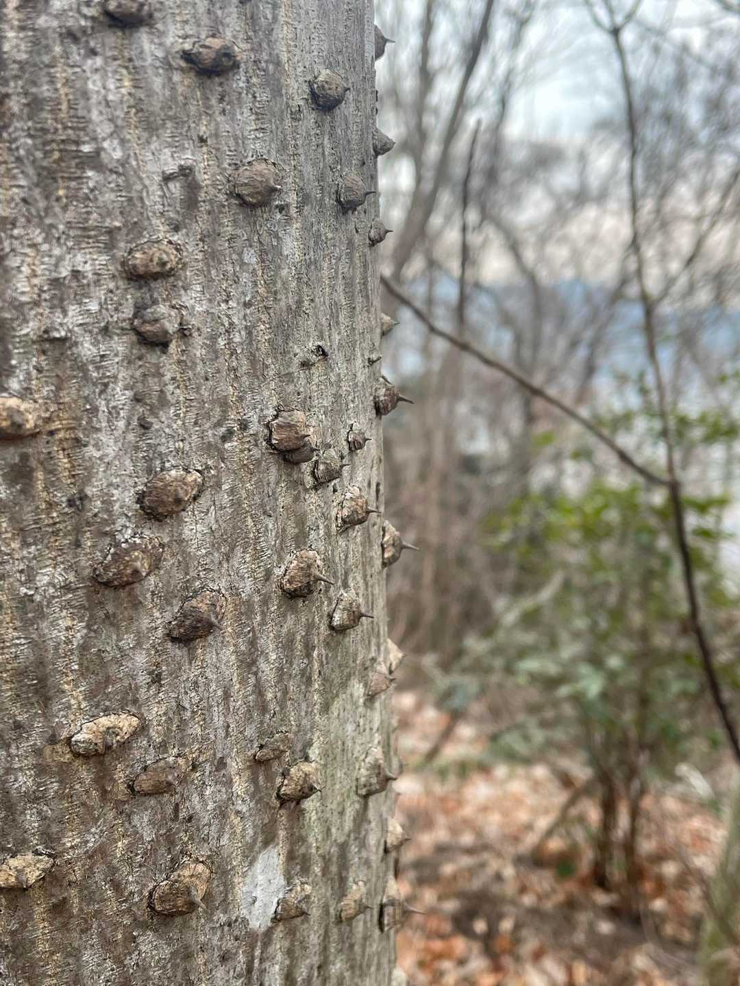 このぶつぶつは何⁉︎
このあたりの木に多かった