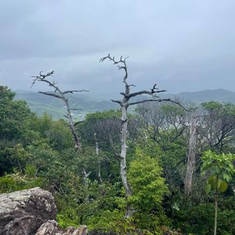 枯木展望地より。まだ霧雨状態ですので、どよよ～ん。霧雨が降っていても、木が傘になります。