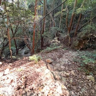 下りは登山道。
いきなり登山感⛰️登山靴でよかった。