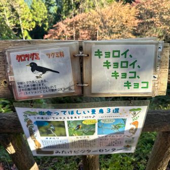 そんなふうに鳴いてる⁉️