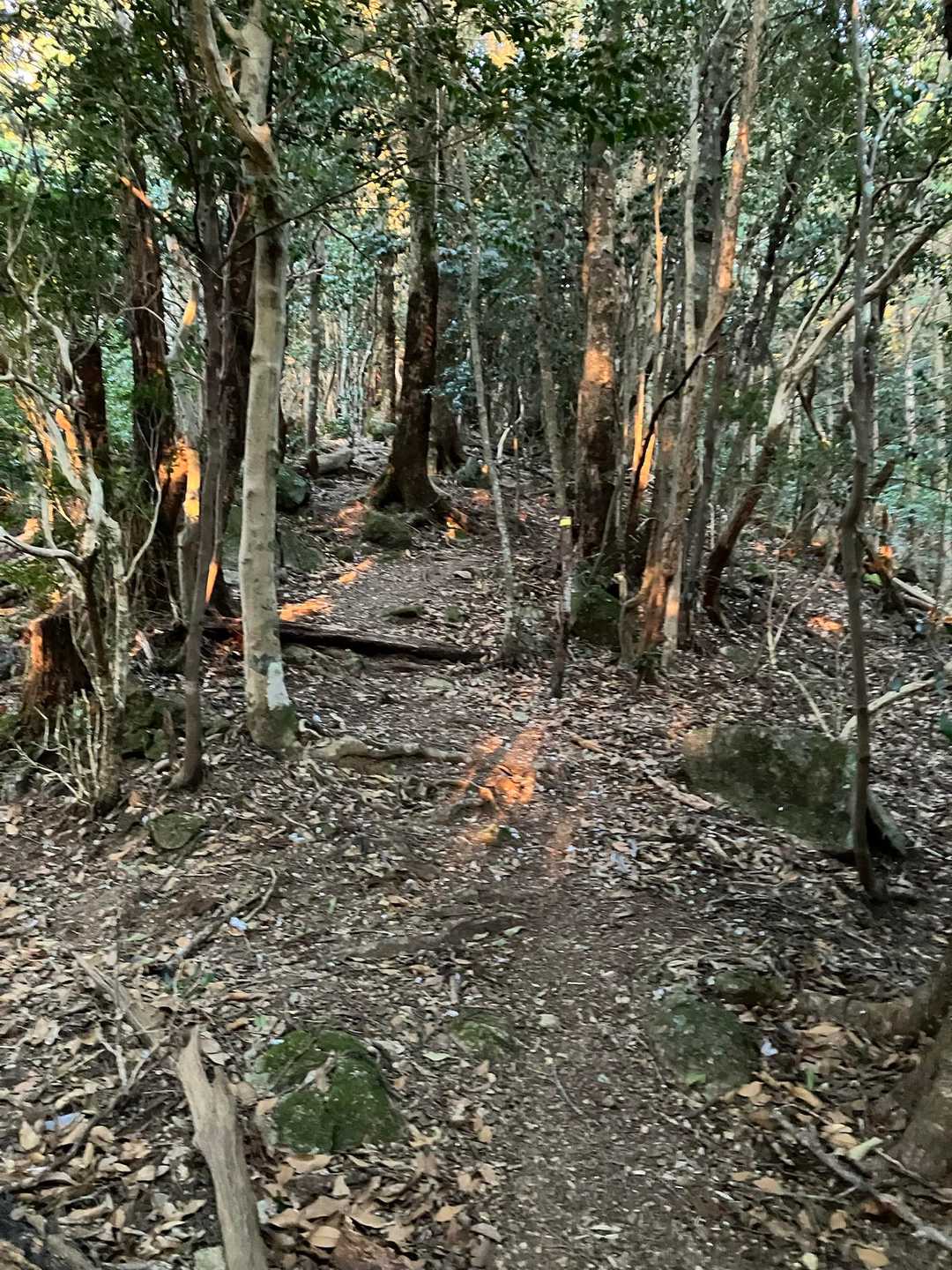 桐原側登山口-子ノ泊山 往復コースの写真