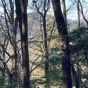 眺望は樹間から本仁田山など。